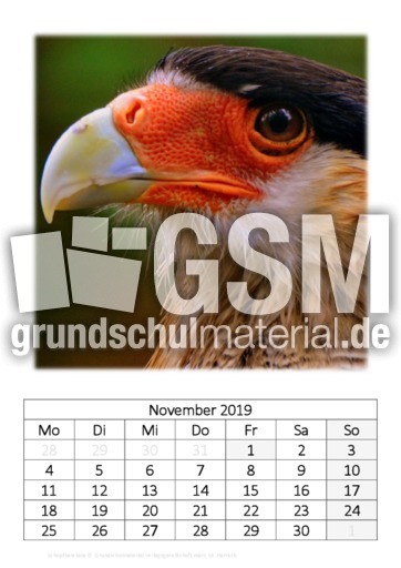 November_Schopfkarakara.pdf